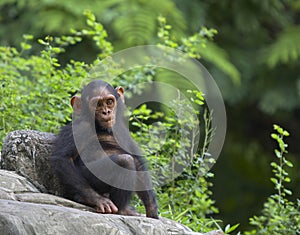 Chimpanzee photo