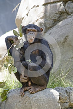 Chimpanzee 15