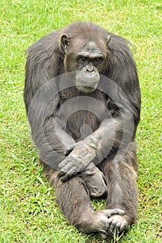 Chimpanzee