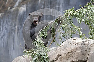 Chimpanzee