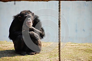 Chimpanzee