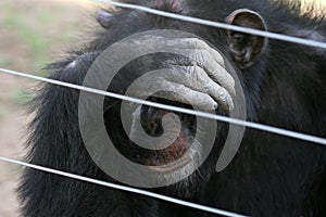 Chimpanzee