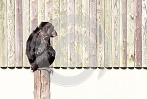 Chimpanzee