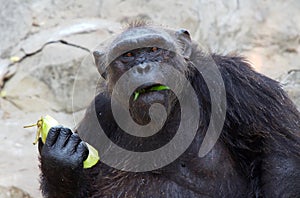 Chimpanzee photo