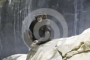 Chimpanzee