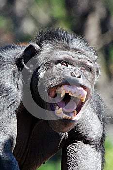 Chimpanzee