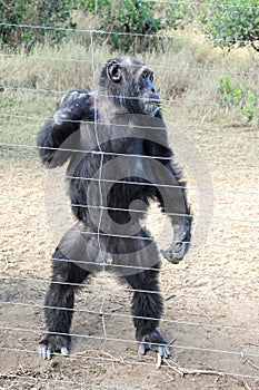 Chimpanzee