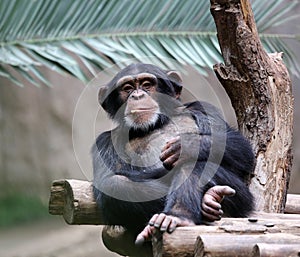 Chimpanzee