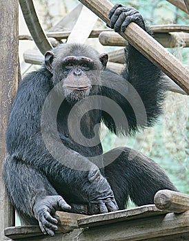 Chimpanzee 4