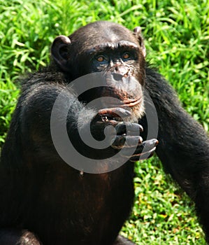 The chimpanzee