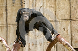 Chimpanzee