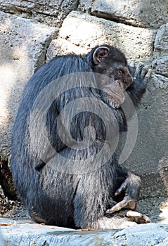 Chimpanzee