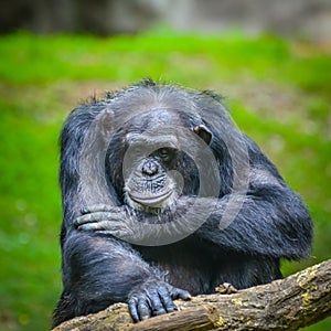 Chimpanzee