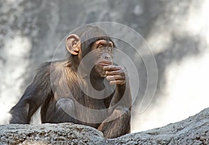 Chimpanzee