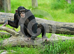 Chimpanzee