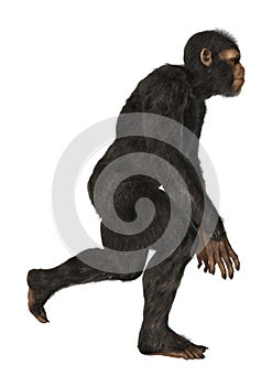 Chimpanzee