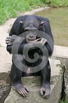 Chimpanzee