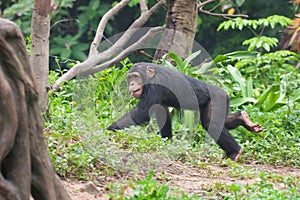 Chimpanzee