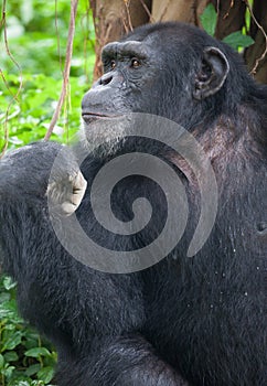 Chimpanzee