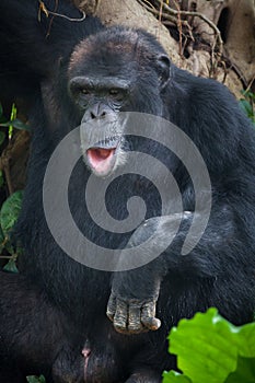 Chimpanzee