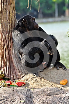 Chimpanzee