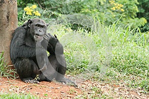 CHIMPANZEE