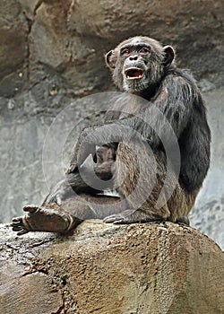 Chimpanzee