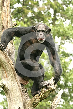 Chimpanzee