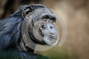 Chimpanzee