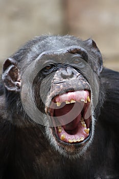 Chimpanzee