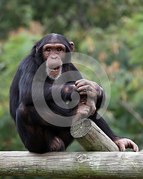 Chimpanzee