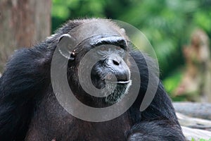 Chimpanzee