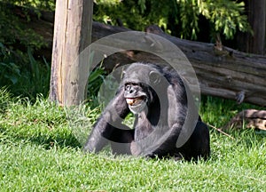 Chimpanzee