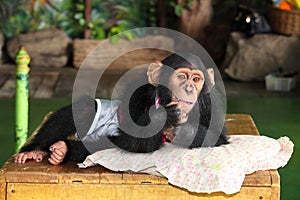Chimpanzee is acting for portrait