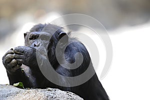 Chimpanzee