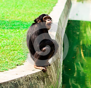 Chimpanzee in alipore zoo kolkata india