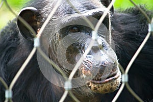 Chimpanzee alone face portrait behind protection next grid or bars in a zoo park, seemingly in a sad pensive facial expression