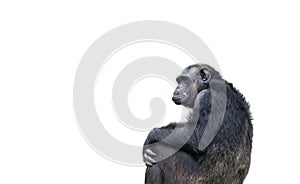 Chimpanzee alone portrait, sitting and staring at the horizon in a pensive thinking manner and isolated on a white background