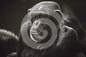 Chimpanzee ape, close up detail of head. Wildlife dark portrait