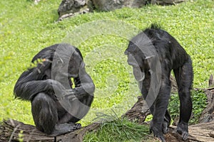Chimpanzee ape monkey close up
