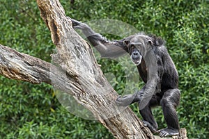 Chimpanzee ape monkey portrait on a tree