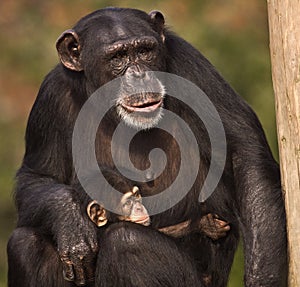 Chimpanzee with Baby