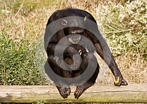 Chimpanzee with Baby