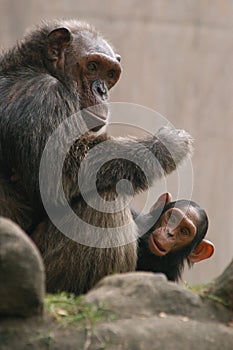 Chimpanzee with a baby