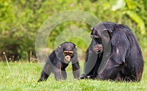 Chimpancé un nino 