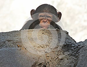 Chimpanzee