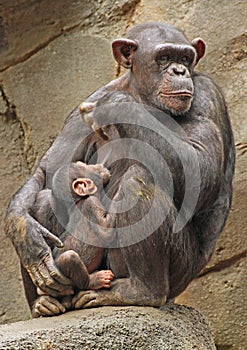 Chimpanzee