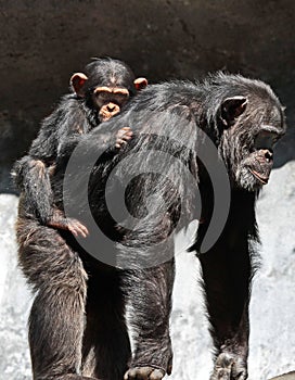 Chimpanzee