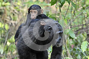 Chimpanzee with baby photo