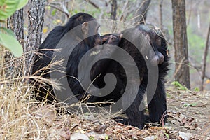 Chimpanzee being groomed